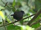 Stiles Tapaculo