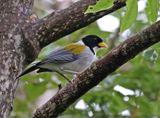 Golden-winged Sparrow