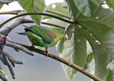 Orange-chinned Parakeet