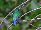Steely-vented Hummingbird