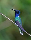 White-necked Jacobin