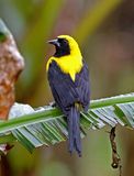 Yellow-backed Oriole