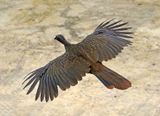 Band-tailed Guan