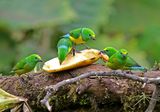 Blue-naped Chlorophonia