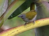 Buff-throated Saltator