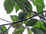 Golden-breasted Fruiteater