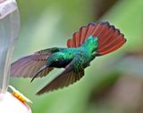 Lazuline Sabrewing