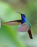Lazuline Sabrewing