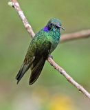 Lesser Violetear