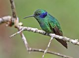 Lesser Violetear