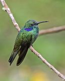Lesser Violetear