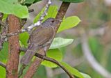 Pale-breasted Thrush