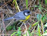 Santa Marta Brushfinch