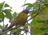 Santa Marta Warbler