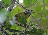 Santa Marta Warbler