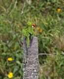 Scarlet-fronted Parakeet