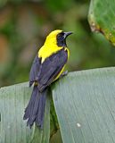 Yellow-backed Oriole