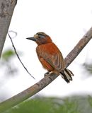 Chestnut Piculet