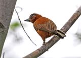 Chestnut Piculet