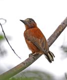 Chestnut Piculet