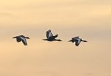 Black-bellied Whistling-Duck