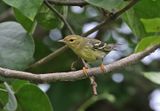 Blackpoll Warbler