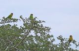 Brown-throated Parakeet