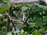 Buffy Hummingbird