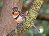 Russet-throated Puffbird