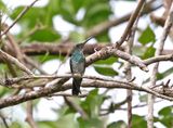 Shining-green Hummingbird