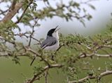 Tropical Gnatcatcher