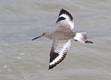 Willet