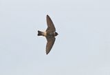 American Cliff Swallow