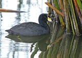 American Coot
