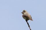 Eastern Wood-Pewee
