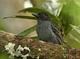 Blackish-gray Antshrike