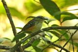 Imeri Warbling-Antbird