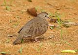 Plain-breasted Ground-Dove