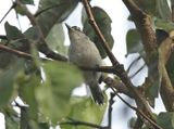 Spot-backed Antwren