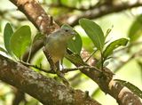 Bicolored Conebill