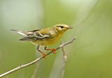 Blackpoll Warbler