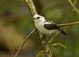 Pied Water-Tyrant