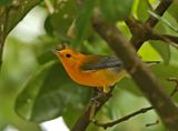 Prothonarary Warbler