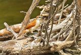 Yellow-chinned Spinetail