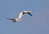 Whooper Swan