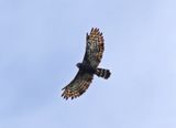 Black Hawk-Eagle