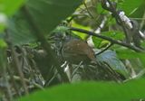 Magdalena Antbird