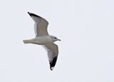 Common Gull