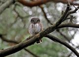 Pygmy-Owl