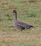 Tajga Bean Goose